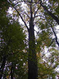 Canadian Oak Tree in the Forest of Ontario
